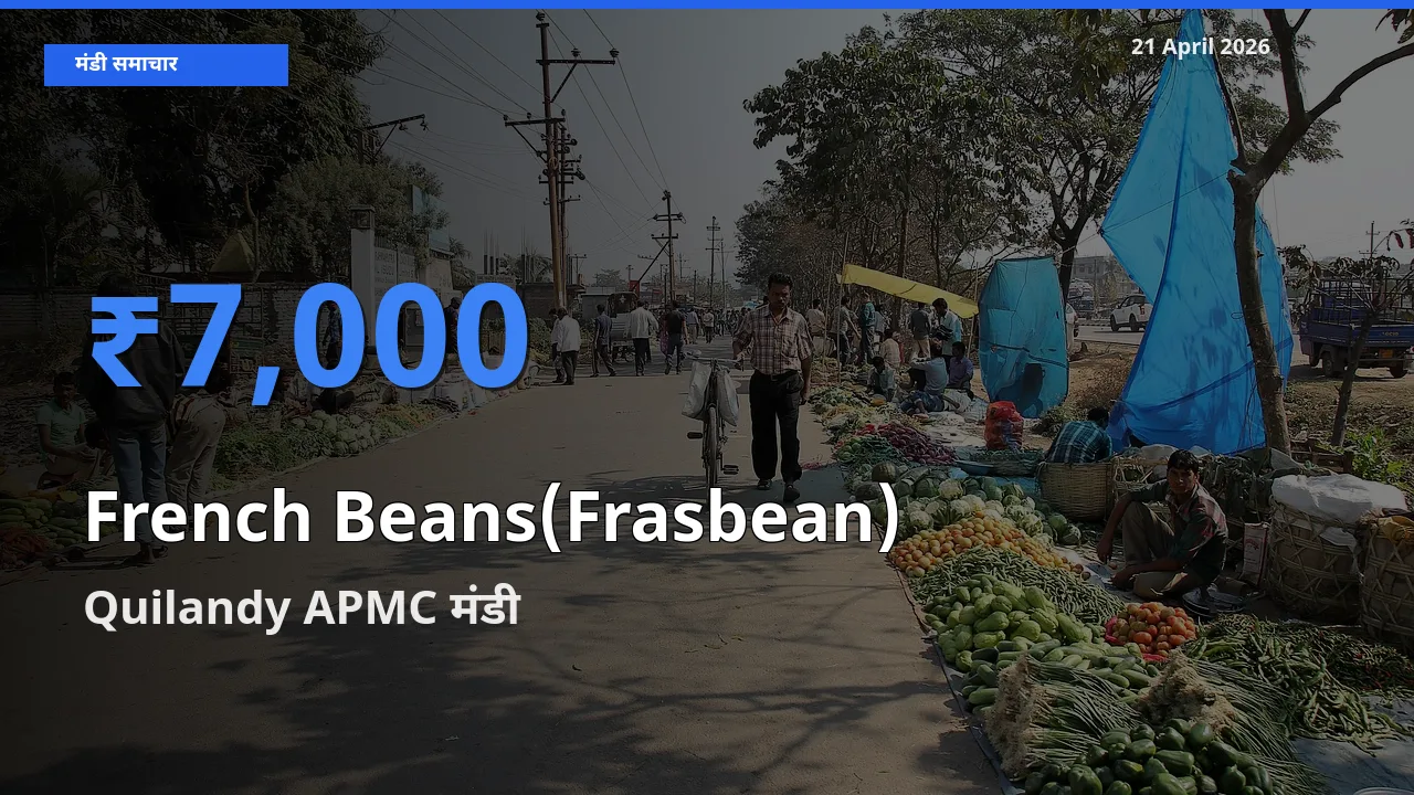 टॉप मंडी बना Quilandy APMC! फ़्रेंच बीन्स (फ़्रासबीन) के सबसे ऊँचे दाम यहीं दर्ज