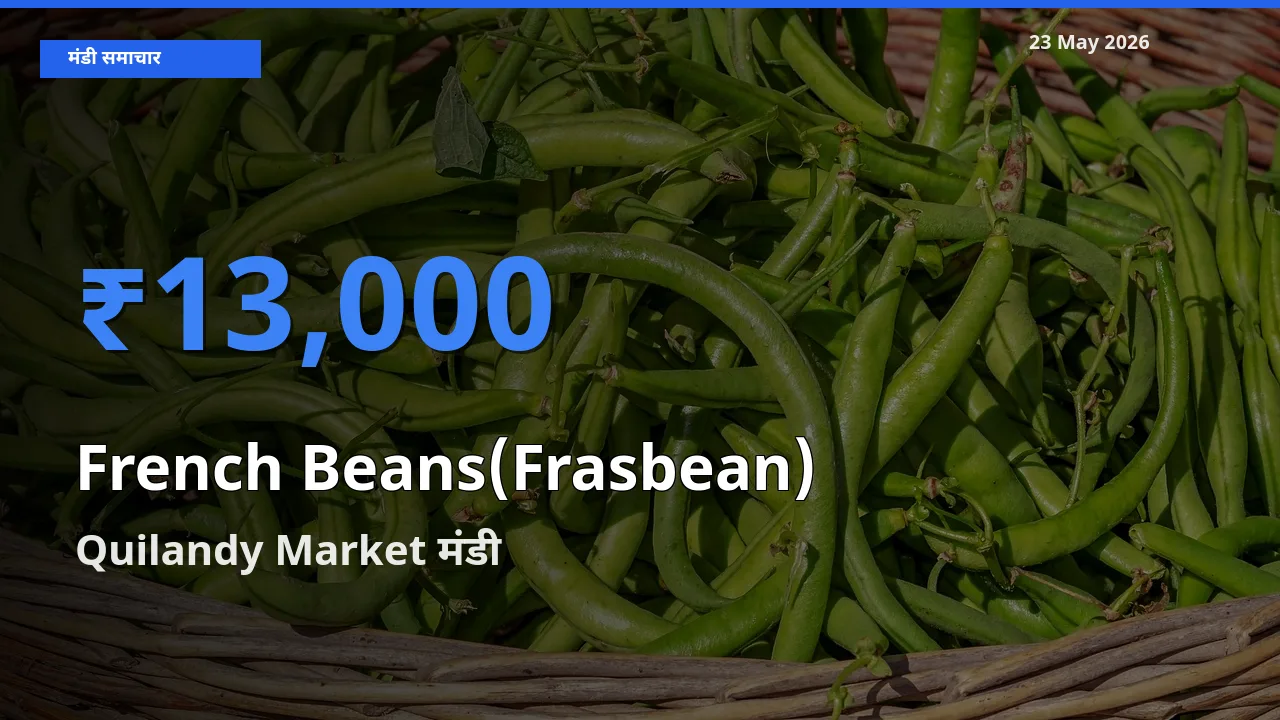 किसानों की पसंद बना Quilandy Market, फ़्रेंच बीन्स (फ़्रासबीन) के सबसे अच्छे दाम