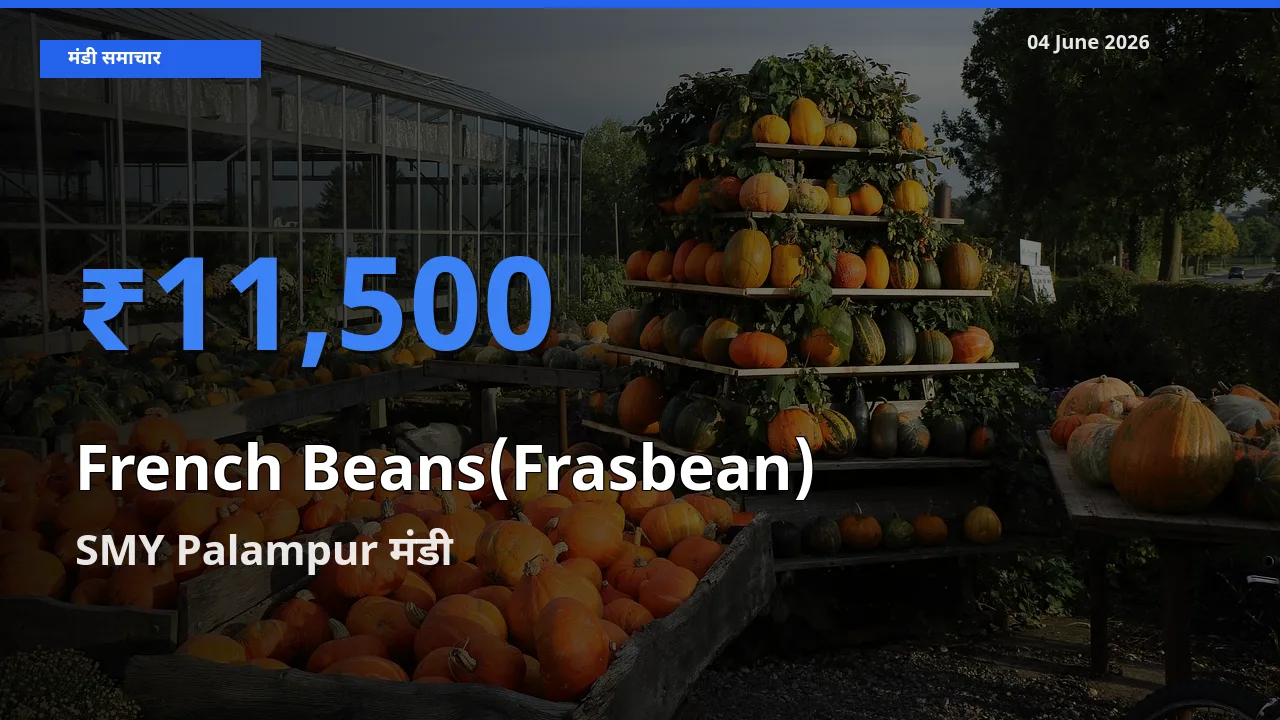 आज फ़्रेंच बीन्स (फ़्रासबीन) के सबसे ऊँचे दाम ₹11,500 SMY Palampur मंडी में