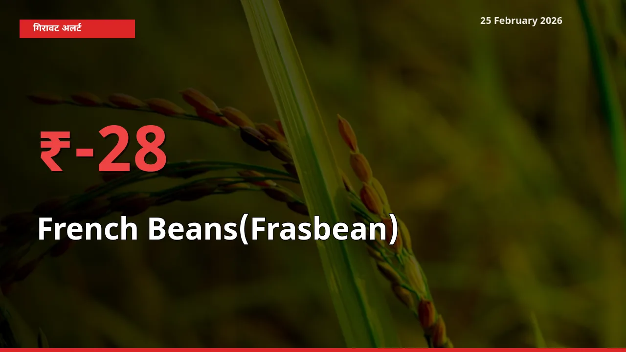 स्थानीय मंडी में French Beans(Frasbean) के दाम अचानक 28.14% गिरे, किसानों की चिंता बढ़ी