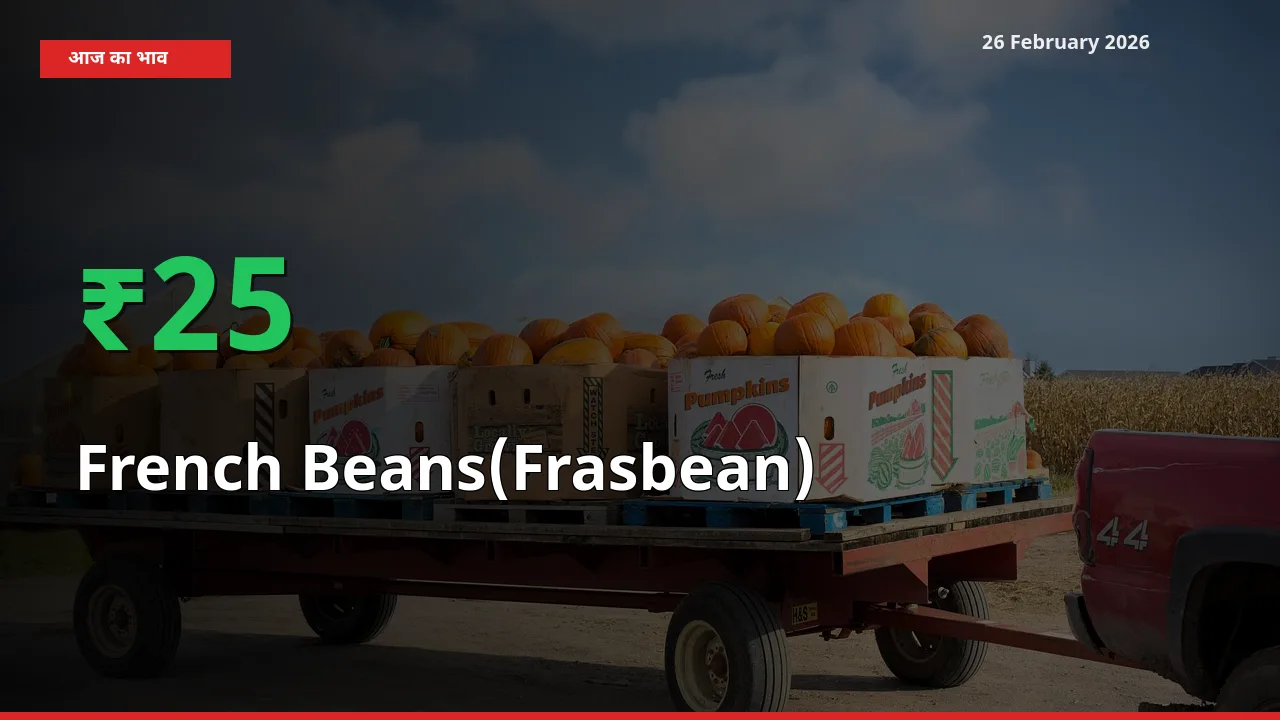 अचानक तेजी! मंडी में French Beans(Frasbean) के दाम 24.85% चढ़े