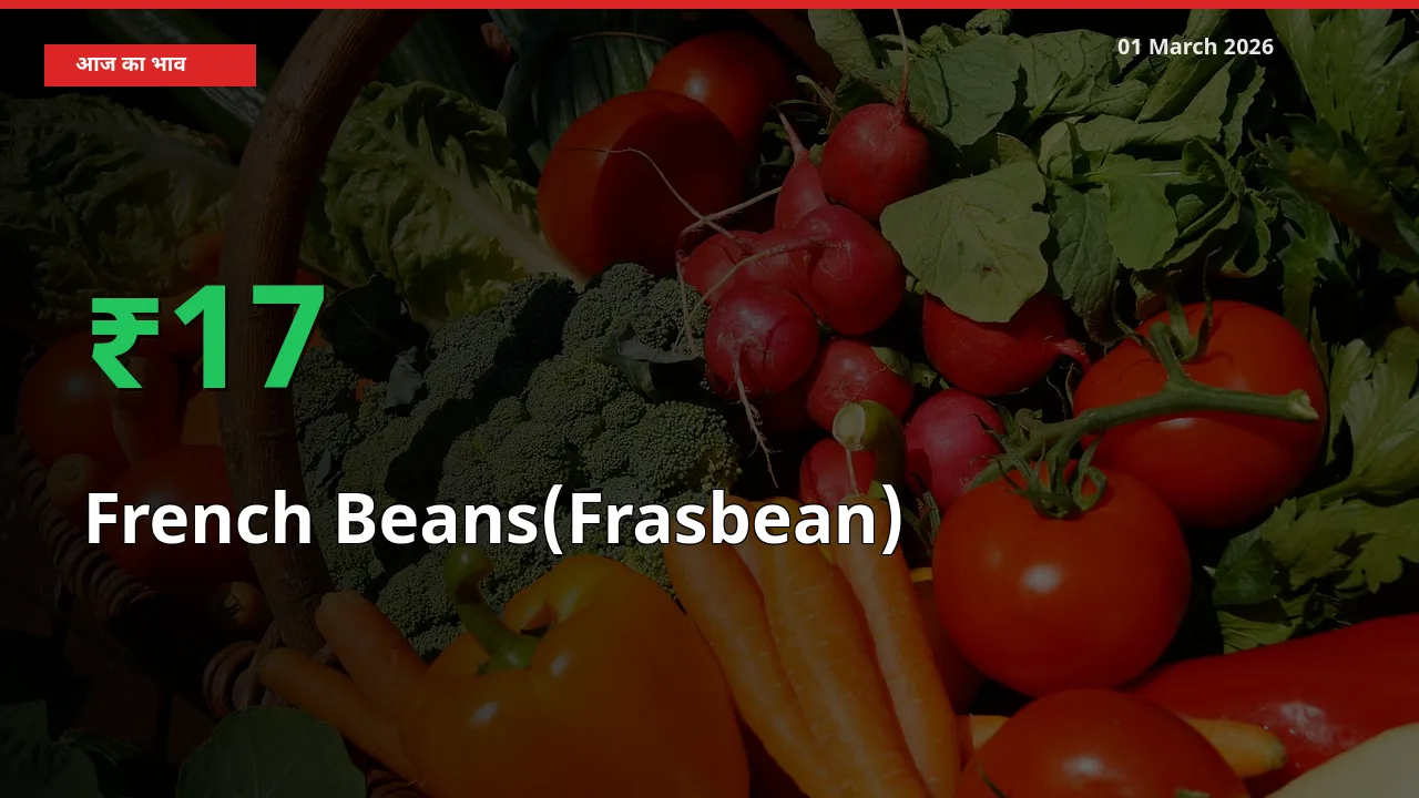 01 March अपडेट: French Beans(Frasbean) के दाम मंडी में 16.88% उछले
