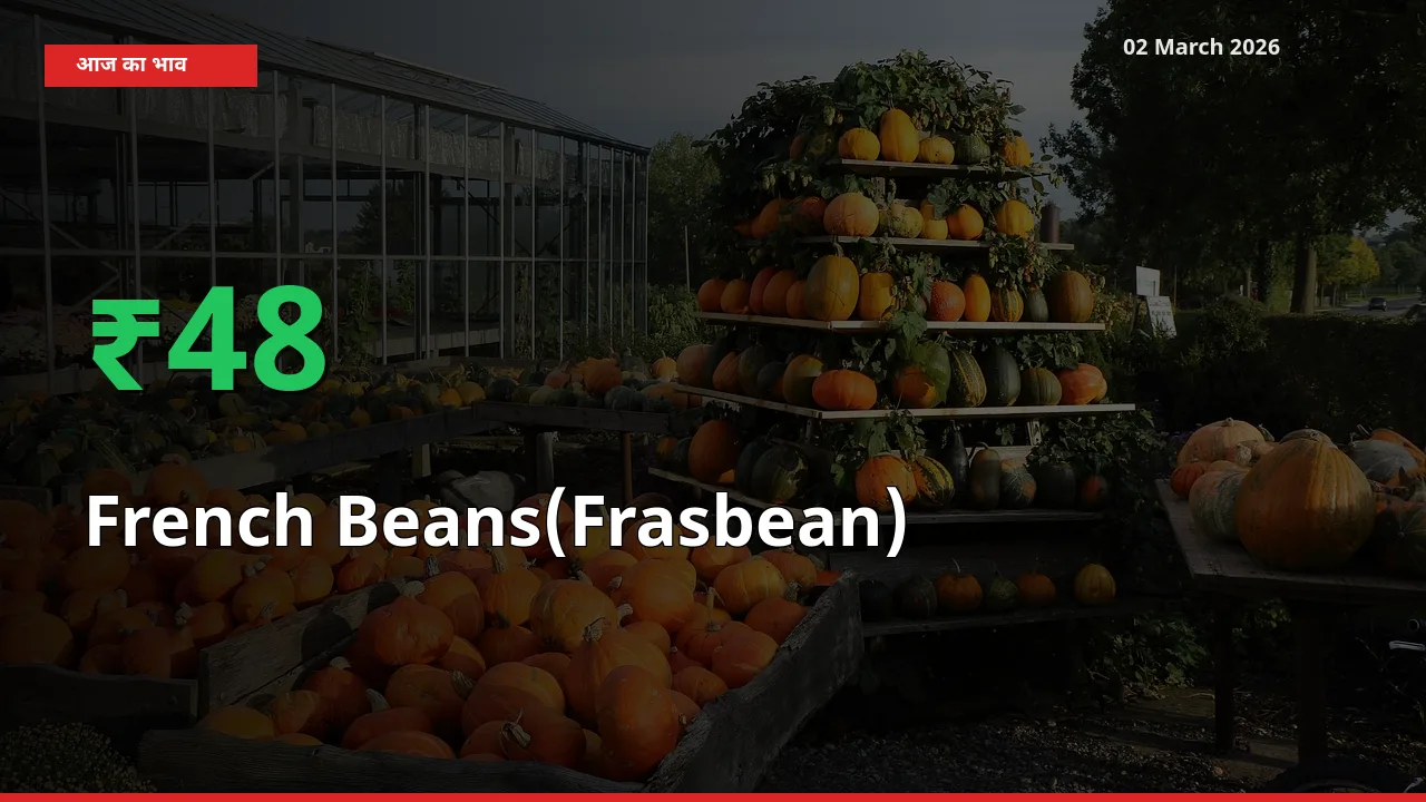 French Beans(Frasbean) 47.73% उछला, मंडी