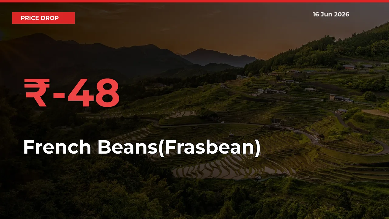 Why French Beans(Frasbean) Prices Fell 48.04% in a Day at Mandis
