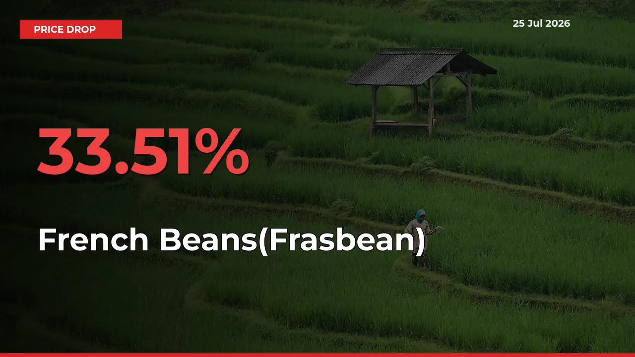 Sudden Shock! French Beans(Frasbean) Drops 33.51% in 24 Hours at Top Mandis