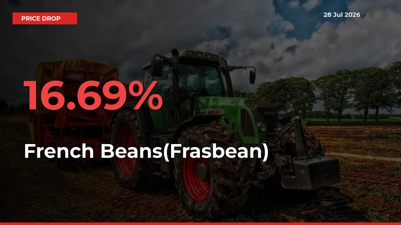 This Mandi Records 16.69% Fall in French Beans(Frasbean) Prices