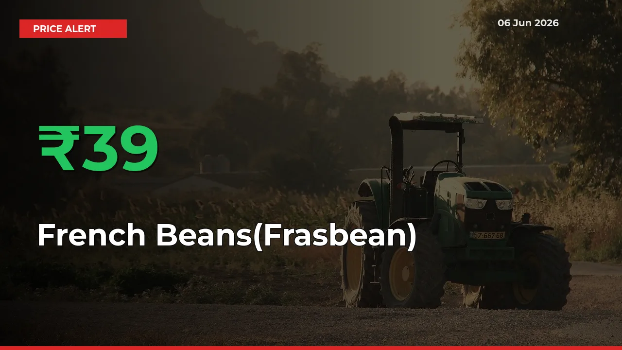 French Beans(Frasbean) Prices Rise 39.16% in a Day at Major Mandis