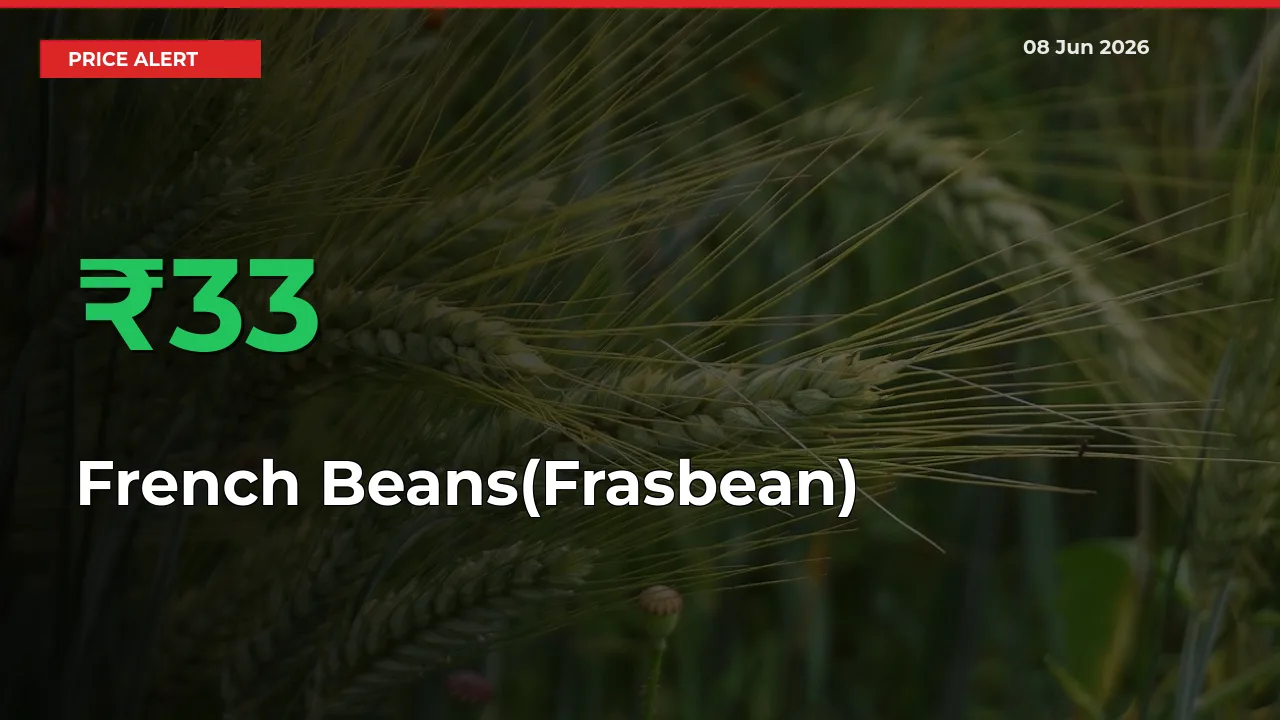 Sudden 33.19% Rally in French Beans(Frasbean) Prices Across Mandis