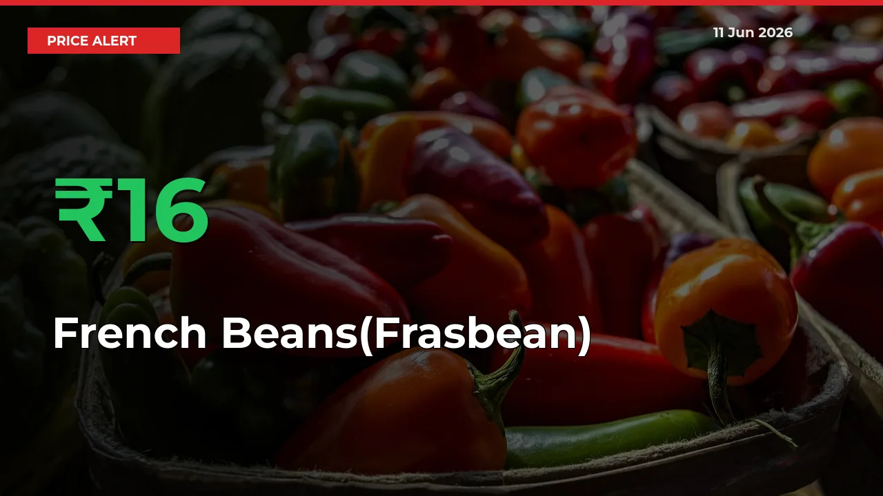 15.5% Spike in French Beans(Frasbean) Prices – Mandi Sees Sudden Rally