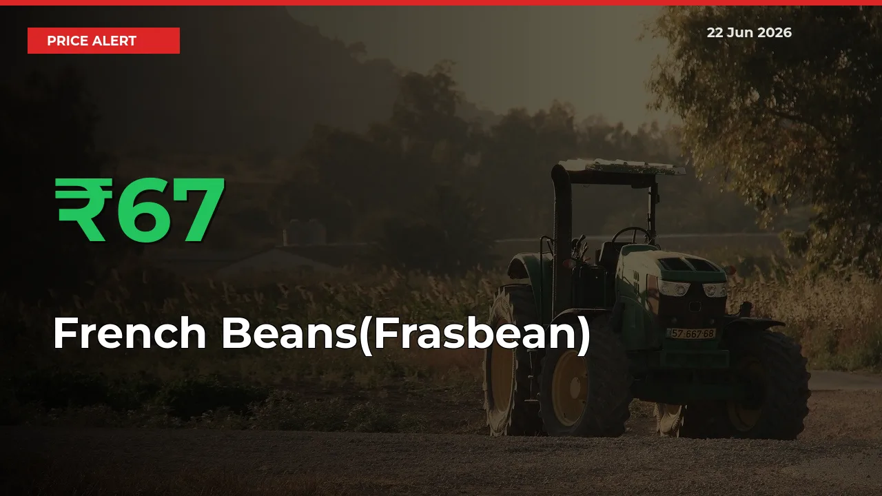 French Beans(Frasbean) Rises 67.3% at Mandis