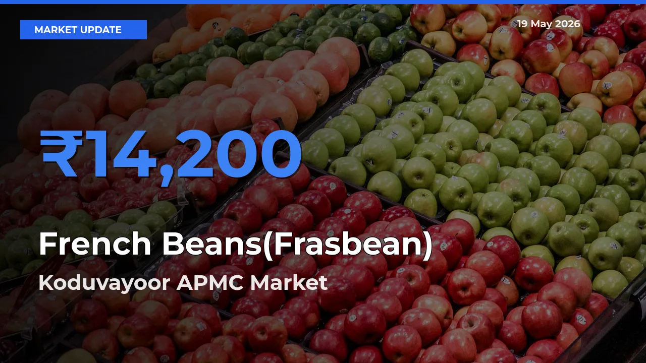 Koduvayoor APMC Emerges as Top Mandi for French Beans(Frasbean) Prices Today