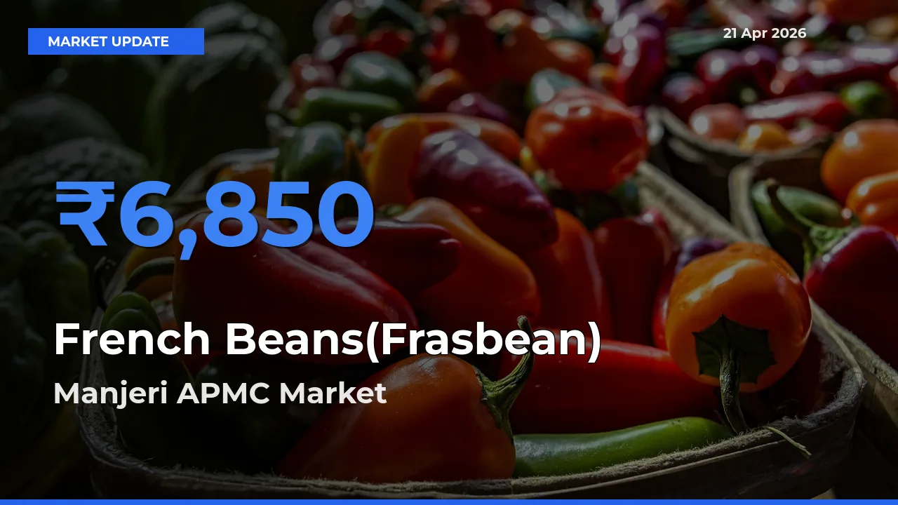French Beans(Frasbean) Mandi Rate Today: Manjeri APMC Tops the List