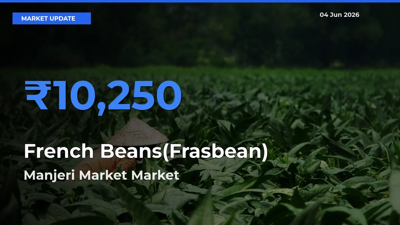 Manjeri Market Offers ₹10,250 – Highest French Beans(Frasbean) Rate Today