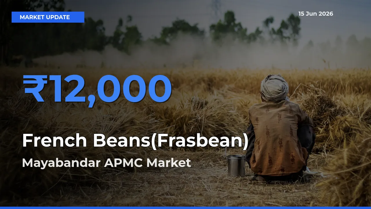 Mayabandar APMC Emerges as Top Mandi for French Beans(Frasbean) Prices Today