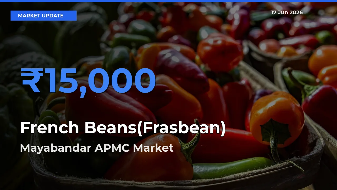 French Beans(Frasbean) Mandi Rate Today: Mayabandar APMC Tops the List