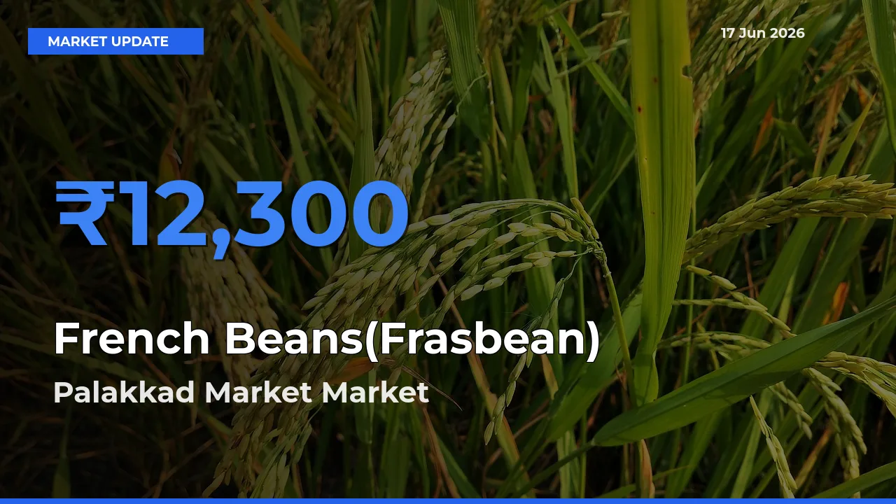 Farmers Prefer Palakkad Market as French Beans(Frasbean) Hits Highest Rate