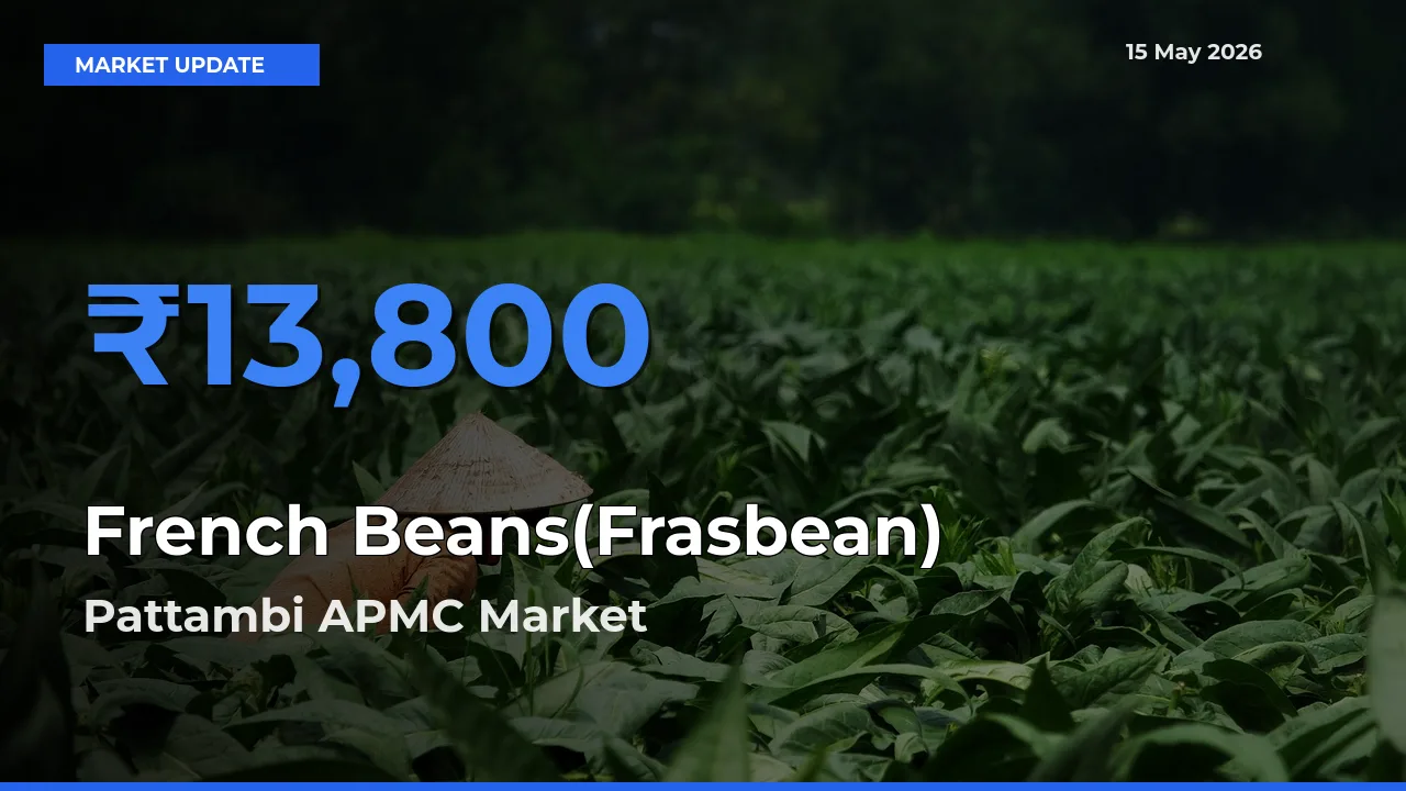 Pattambi APMC Records Highest ₹13,800 Rate for French Beans(Frasbean)