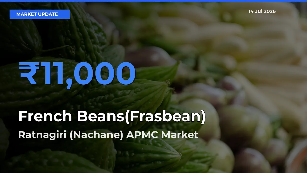 Market Watch: Ratnagiri (Nachane) APMC Becomes Top Mandi for French Beans(Frasbean)