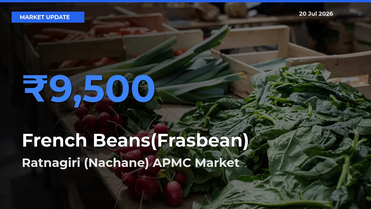 Farmers Prefer Ratnagiri (Nachane) APMC as French Beans(Frasbean) Hits Highest Rate