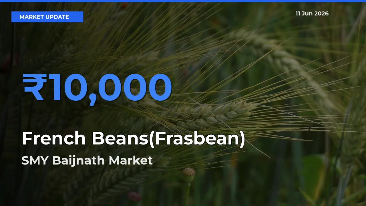 Farmers Prefer SMY Baijnath as French Beans(Frasbean) Hits Highest Rate