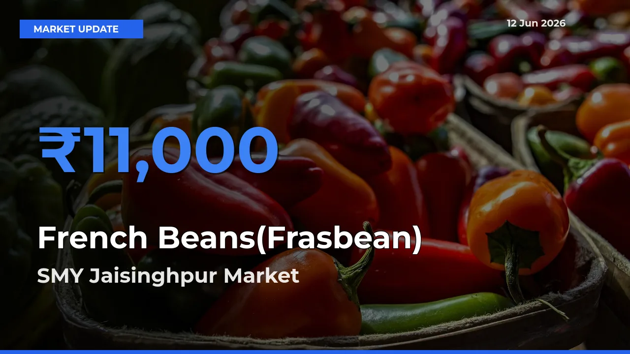 Market Watch: SMY Jaisinghpur Becomes Top Mandi for French Beans(Frasbean)