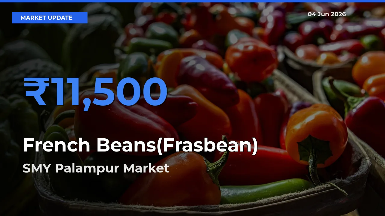 Farmers Prefer SMY Palampur as French Beans(Frasbean) Hits Highest Rate