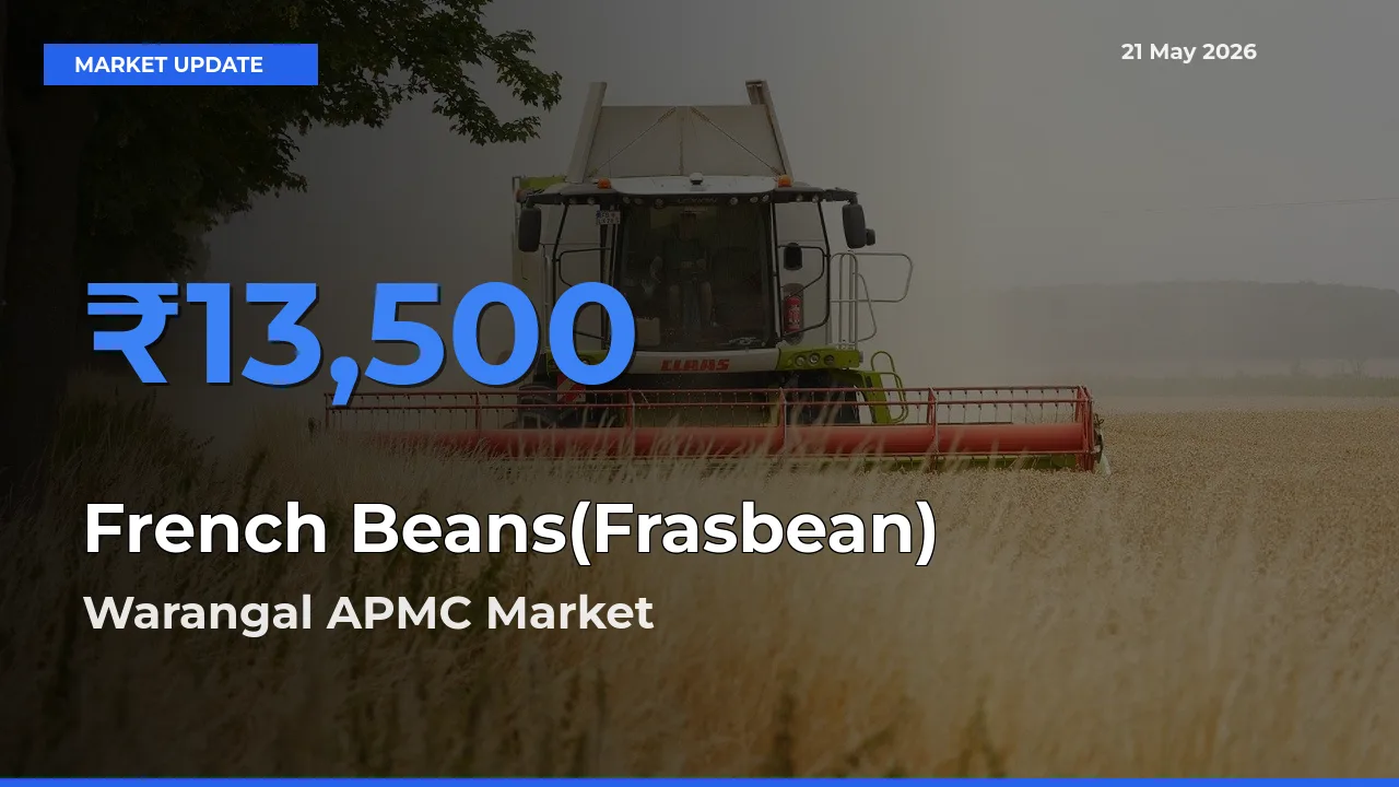 Warangal APMC Offers ₹13,500 – Highest French Beans(Frasbean) Rate Today