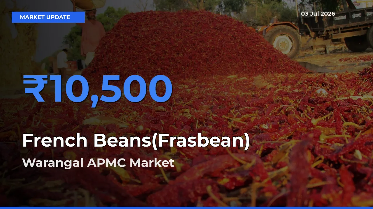 Warangal APMC Tops French Beans(Frasbean) Mandi Rates Today