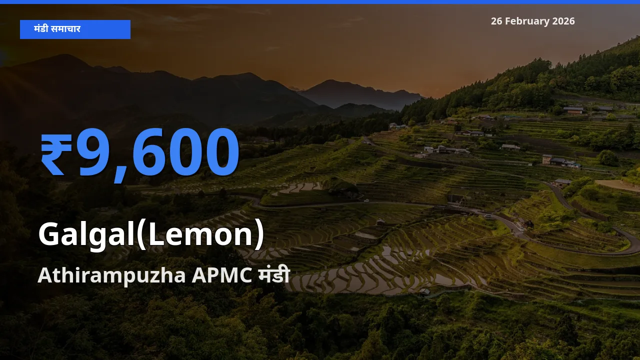 बाज़ार संकेत: Athirampuzha APMC बना Galgal(Lemon) के लिए आज की टॉप मंडी