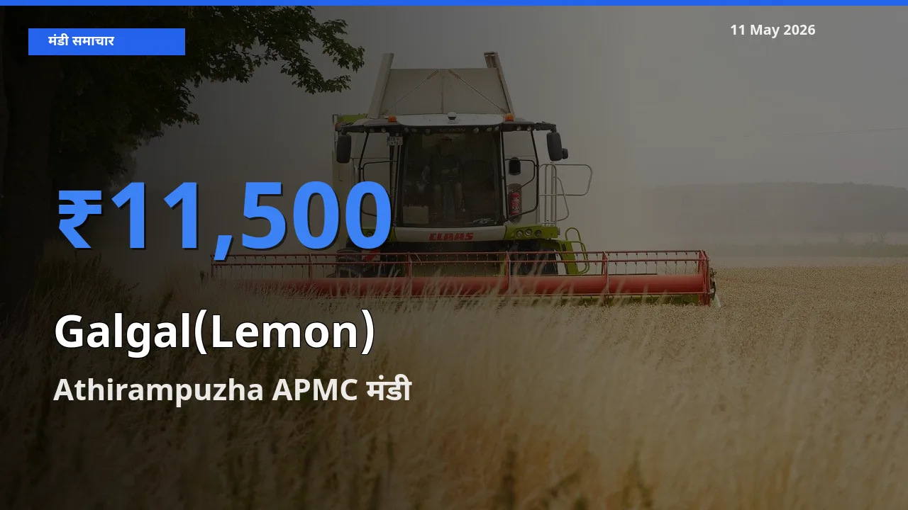 Athirampuzha APMC मंडी में गलगल(पहाड़ी नींबू) ₹11,500 पर पहुँचा – आज का सर्वोच्च भाव