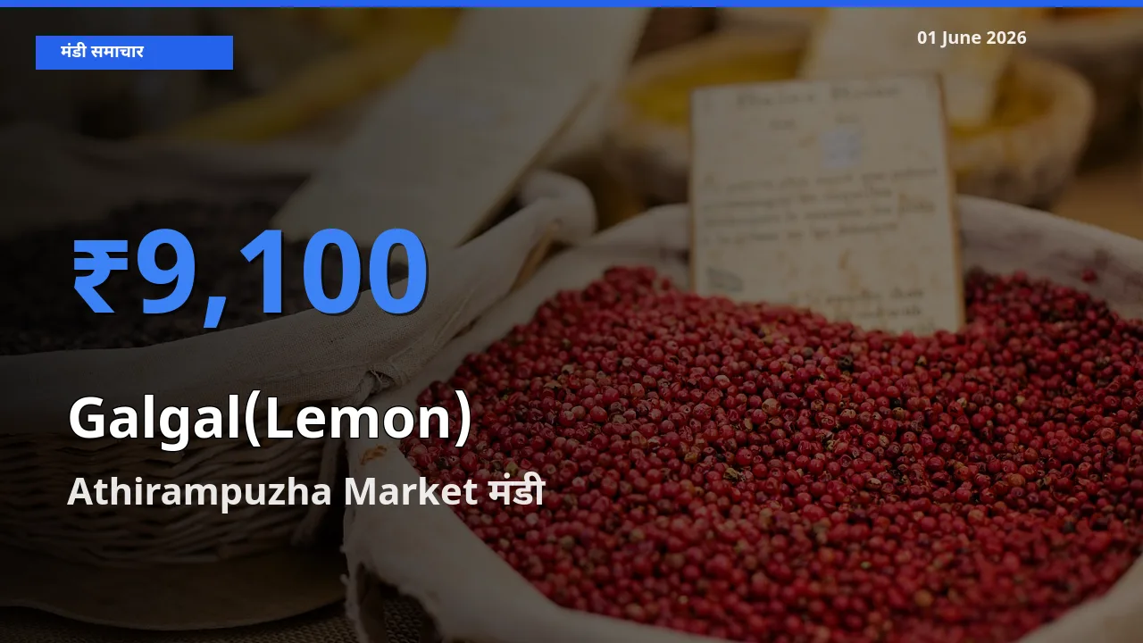 टॉप मंडी बना Athirampuzha Market! गलगल(पहाड़ी नींबू) के सबसे ऊँचे दाम यहीं दर्ज