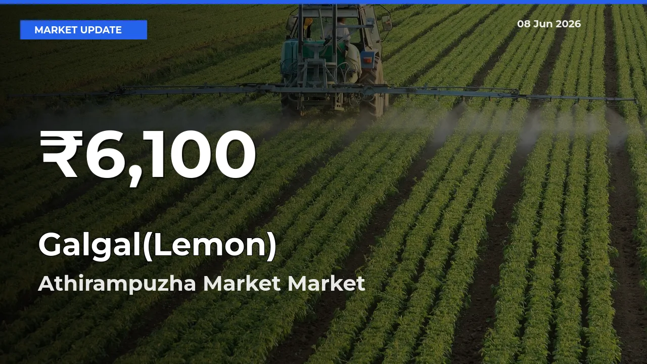 Big Drop! Galgal(Lemon) Slides to 30-Day Low at Athirampuzha Market