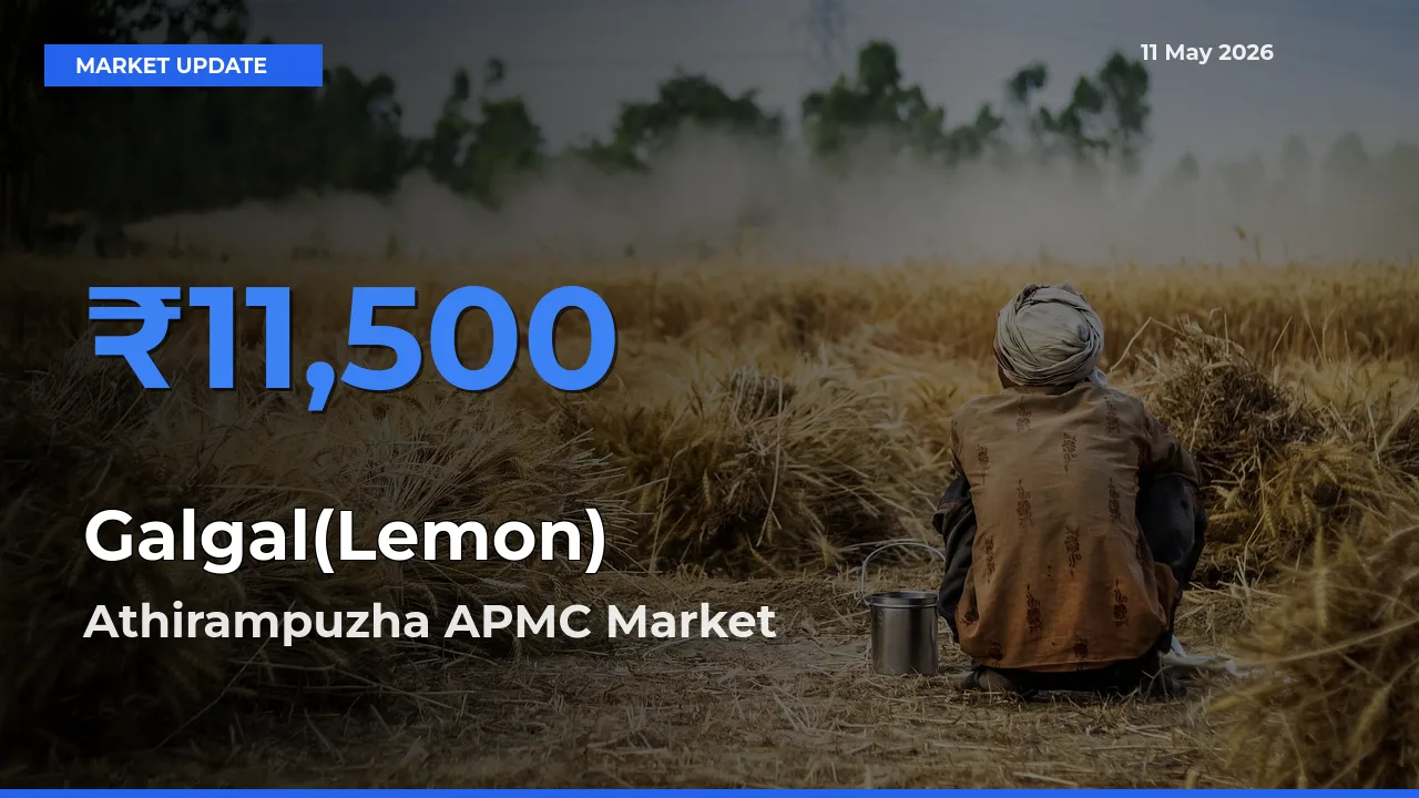 Top Performer! Athirampuzha APMC Offers Best Galgal(Lemon) Price Today