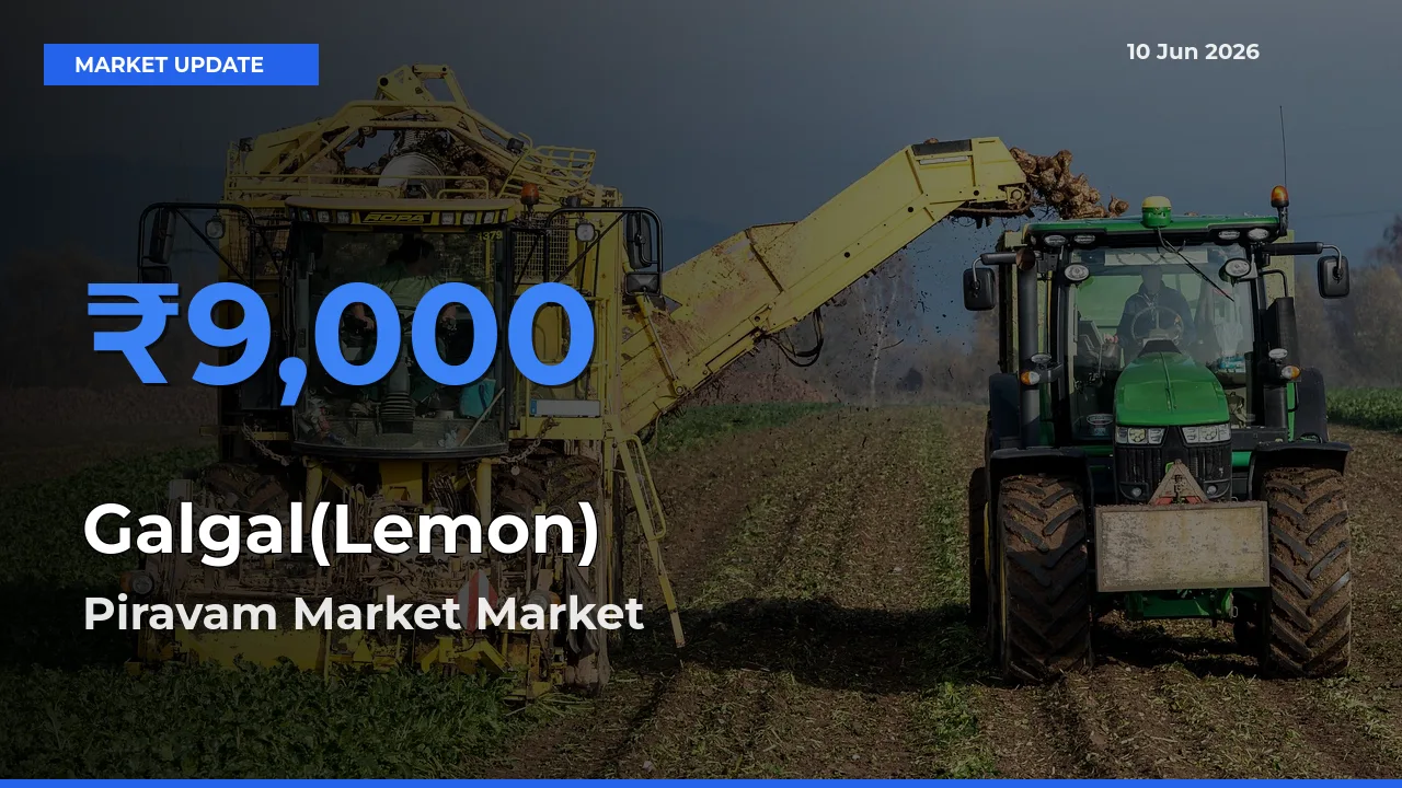 Piravam Market Tops Galgal(Lemon) Rates – June 10 Market Update