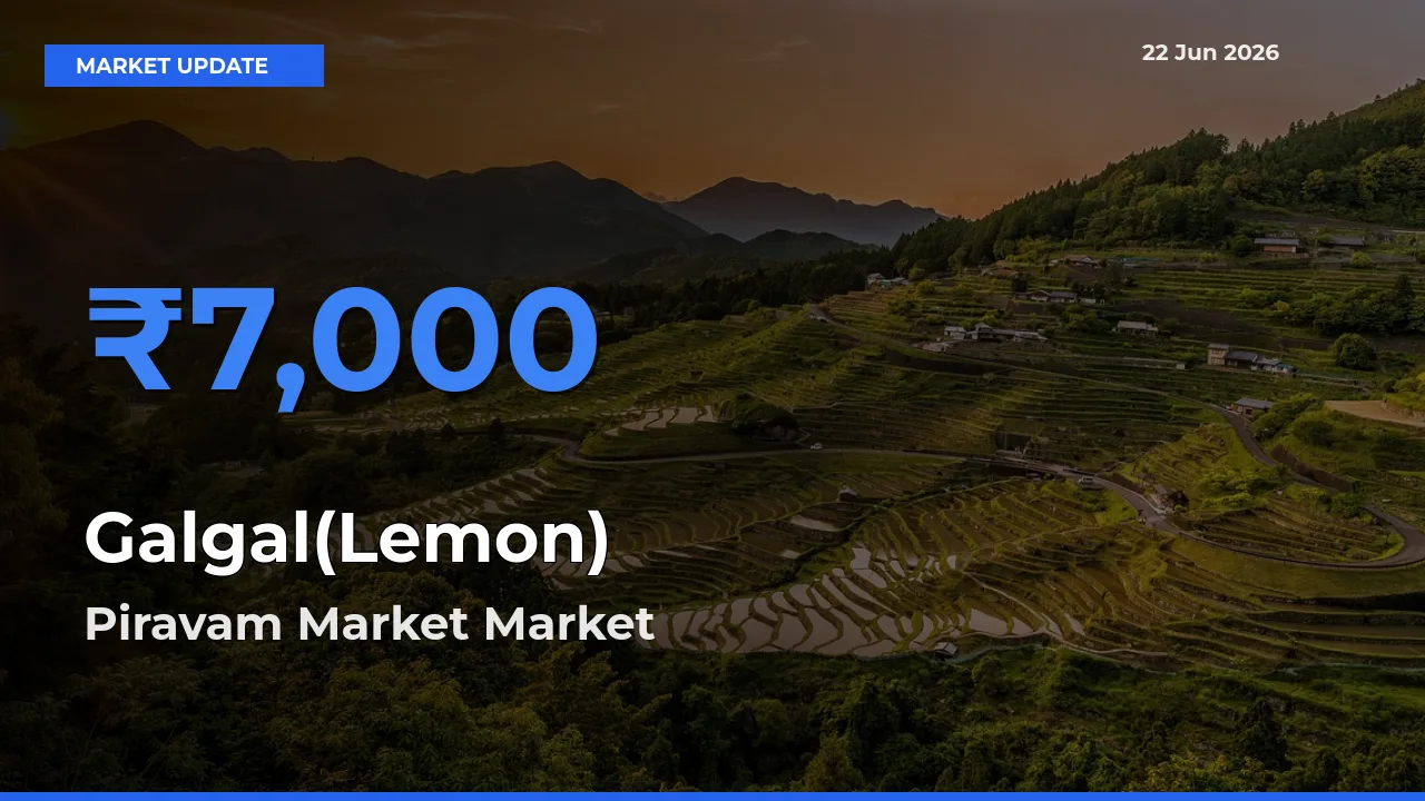 Piravam Market Records Highest ₹7,000 Rate for Galgal(Lemon)