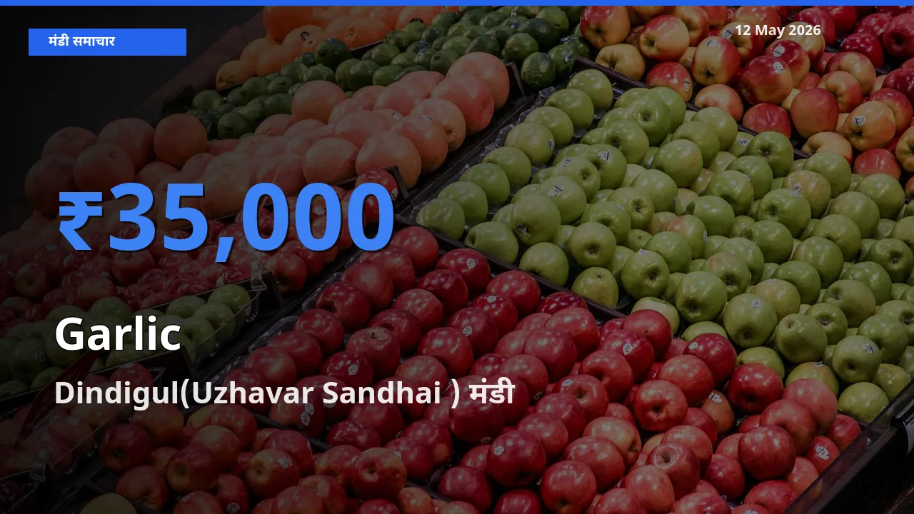 12 May अपडेट: लहसुन के सबसे ऊँचे दाम Dindigul(Uzhavar Sandhai ) मंडी में