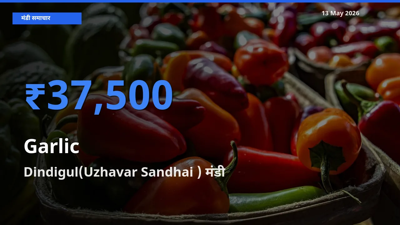 Dindigul(Uzhavar Sandhai ) मंडी में आज लहसुन के सबसे ऊँचे दाम दर्ज