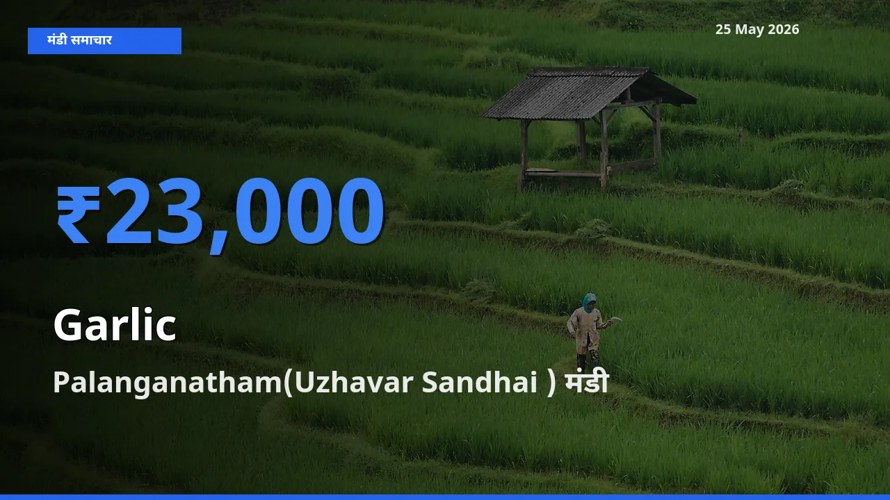 25 May अपडेट: लहसुन के सबसे ऊँचे दाम Palanganatham(Uzhavar Sandhai ) मंडी में