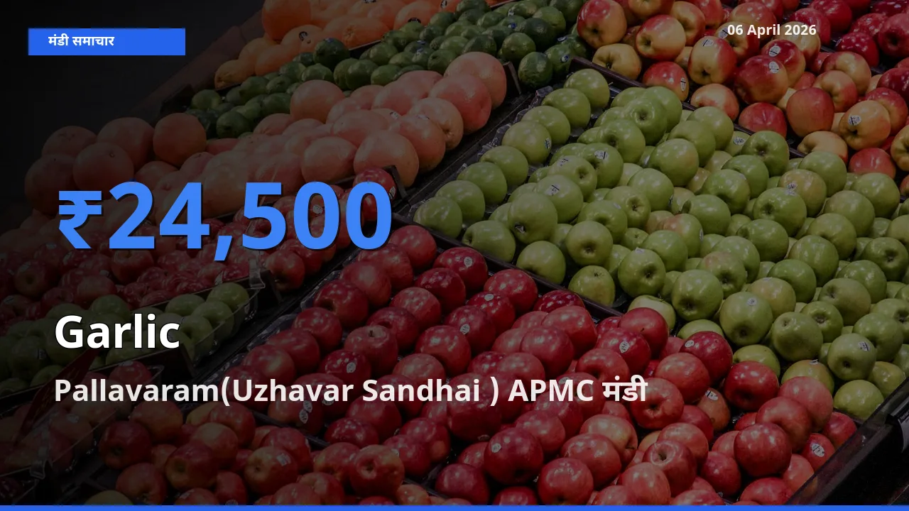 आज का मंडी भाव: लहसुन के सबसे ज़्यादा दाम Pallavaram(Uzhavar Sandhai ) APMC में