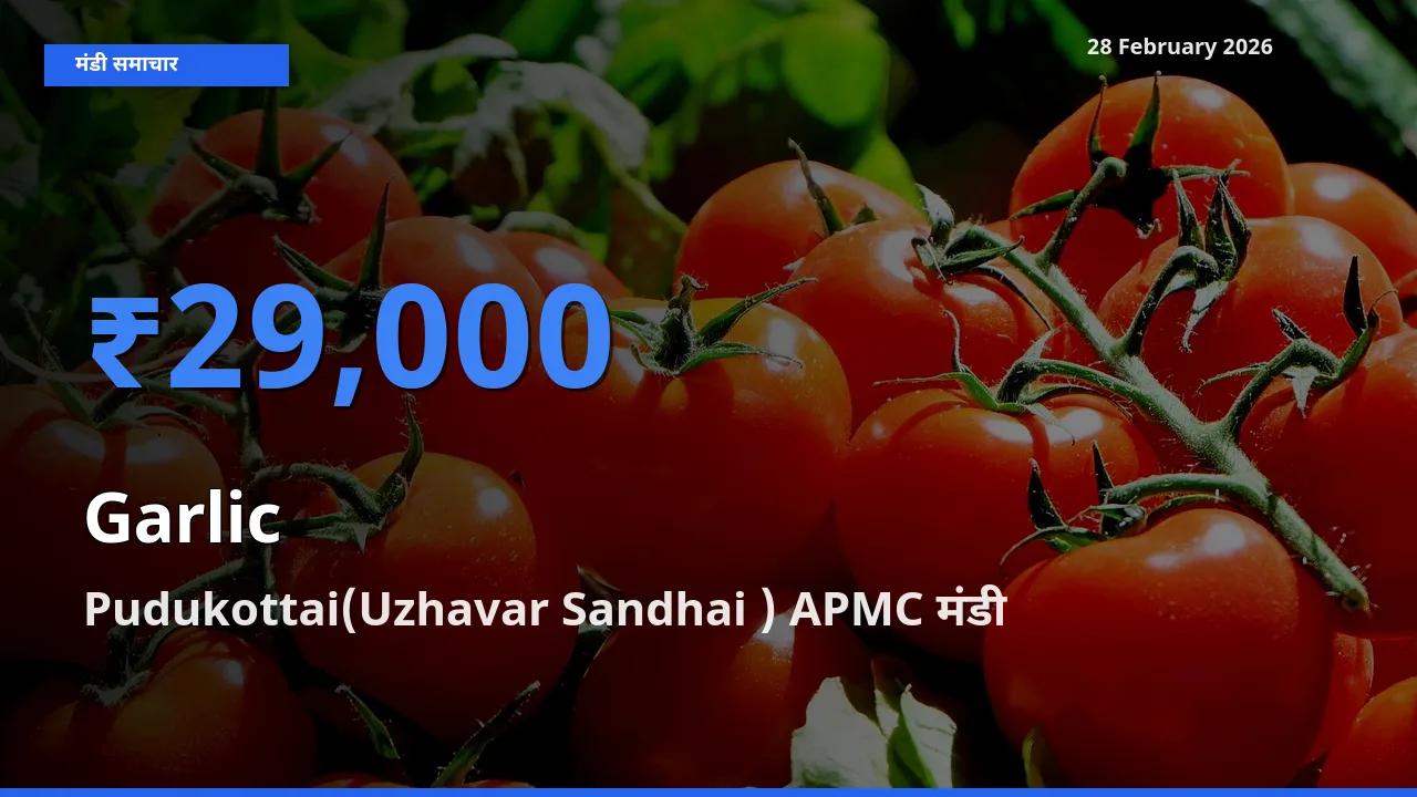 Pudukottai(Uzhavar Sandhai ) APMC मंडी में आज Garlic के सबसे ऊँचे दाम दर्ज
