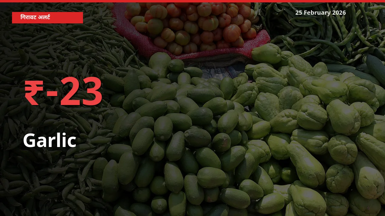 Garlic के दाम प्रमुख मंडी में 23.04% गिरे, 24 घंटे में बड़ा बदलाव