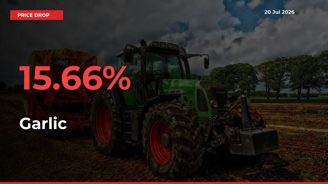 Garlic Prices Drop 15.66% – July 20 Market Update from Mandis