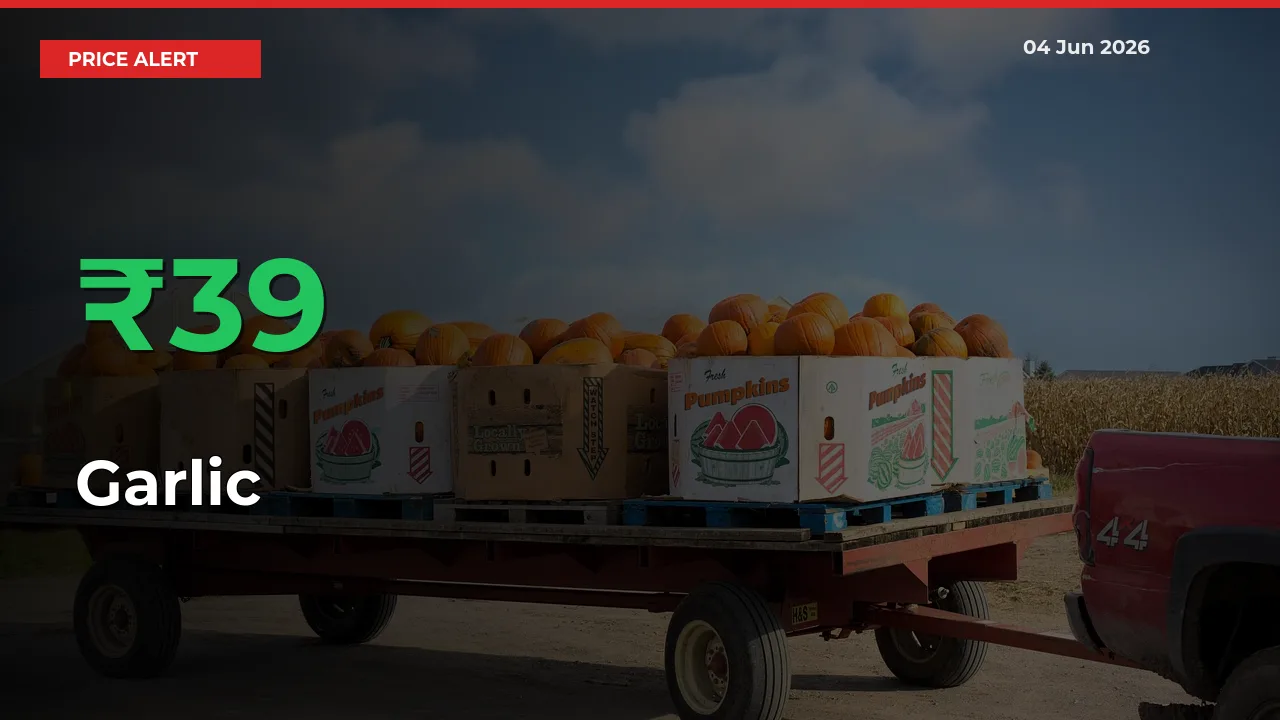 39.26% Spike in Garlic Prices – Mandi Sees Sudden Rally