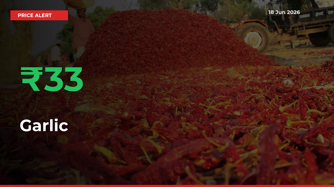 This Mandi Records 32.99% Jump in Garlic Prices