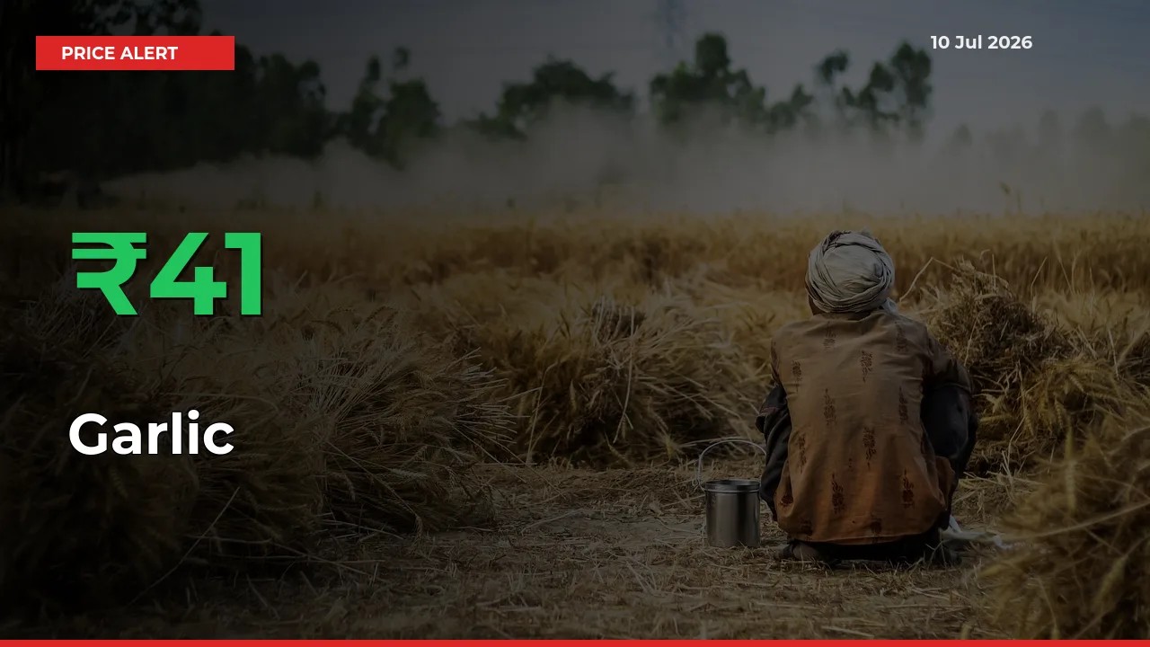 Garlic Prices Rise 40.99% in a Day at Major Mandis
