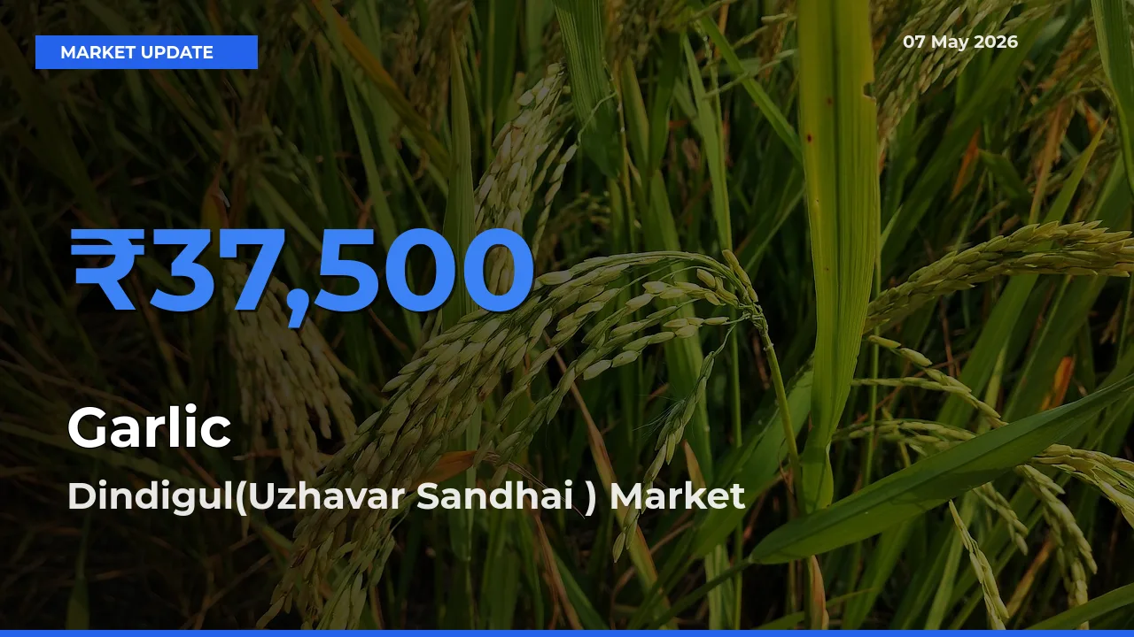 Dindigul(Uzhavar Sandhai ) Emerges as Top Mandi for Garlic Prices Today