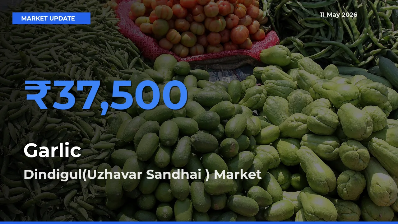 Dindigul(Uzhavar Sandhai ) Tops Garlic Mandi Rates Today