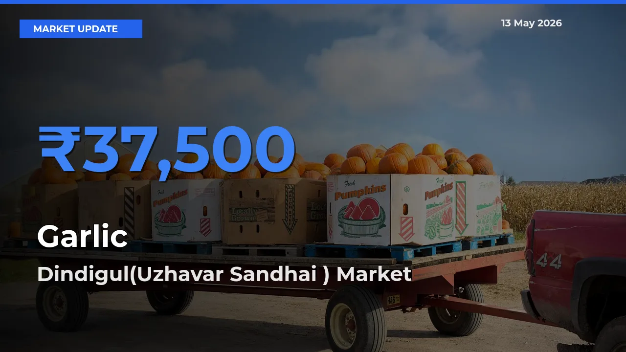 Dindigul(Uzhavar Sandhai ) Records Highest ₹37,500 Rate for Garlic