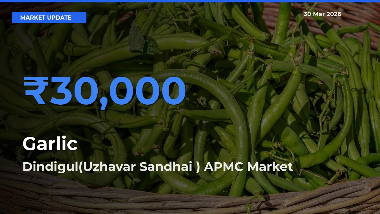 Dindigul(Uzhavar Sandhai ) APMC Leads as Top Mandi for Garlic Prices