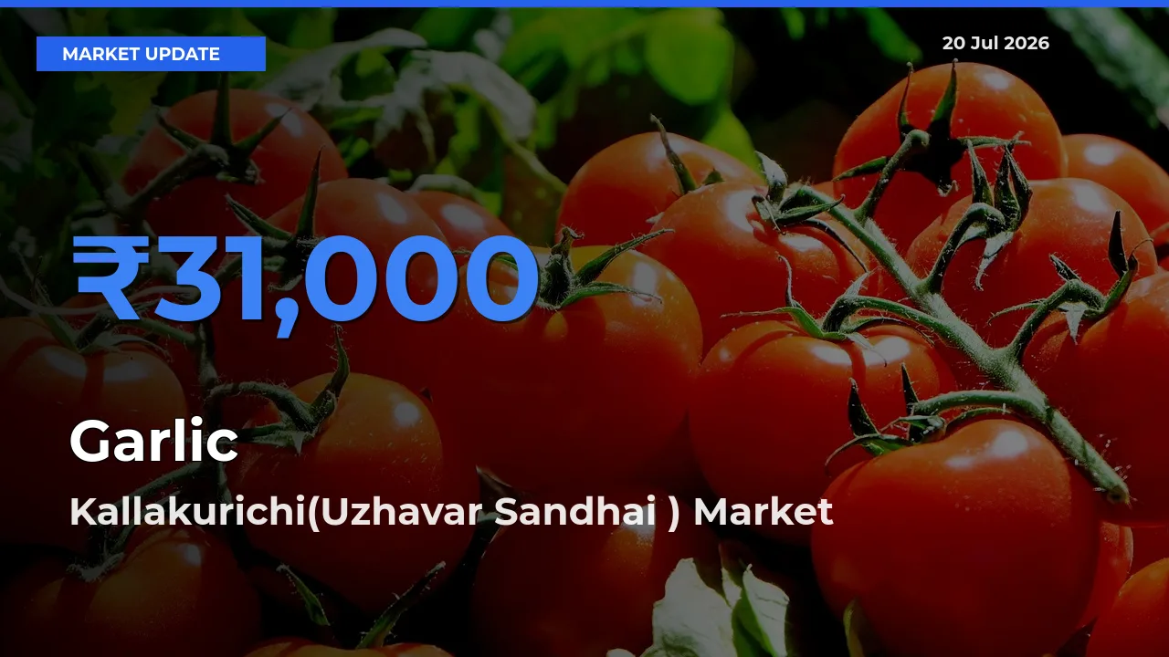 Garlic Mandi Rate Today: Kallakurichi(Uzhavar Sandhai ) Tops the List